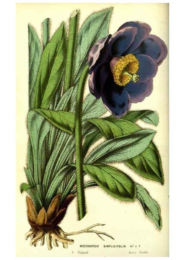 Reproducción/Reproduction 49587104063: Flore des serres et des jardins de l'Europe. A Gand :chez Louis van Houtte, eÌditeur,1845-1880.. 