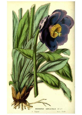 Reproducción/Reproduction 49587104063: Flore des serres et des jardins de l'Europe. A Gand :chez Louis van Houtte, eÌditeur,1845-1880.. 