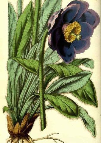 Reproducción/Reproduction 49587104063: Flore des serres et des jardins de l'Europe. A Gand :chez Louis van Houtte, eÌditeur,1845-1880.. 