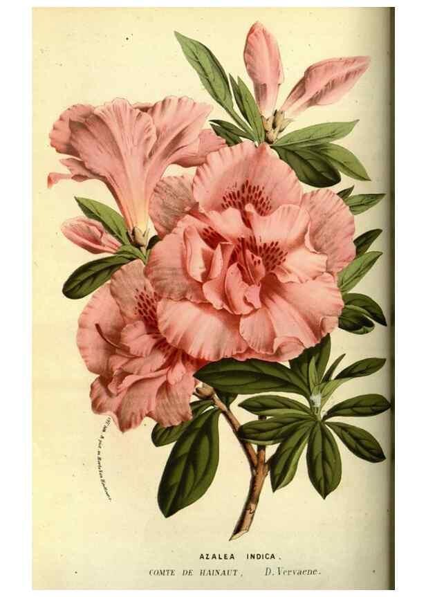 Reproducción/Reproduction 49587598781: Flore des serres et des jardins de l'Europe. A Gand :chez Louis van Houtte, eÌditeur,1845-1880.. 