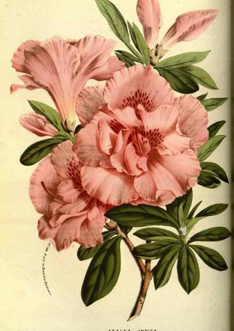 Reproducción/Reproduction 49587598781: Flore des serres et des jardins de l'Europe. A Gand :chez Louis van Houtte, eÌditeur,1845-1880.. 