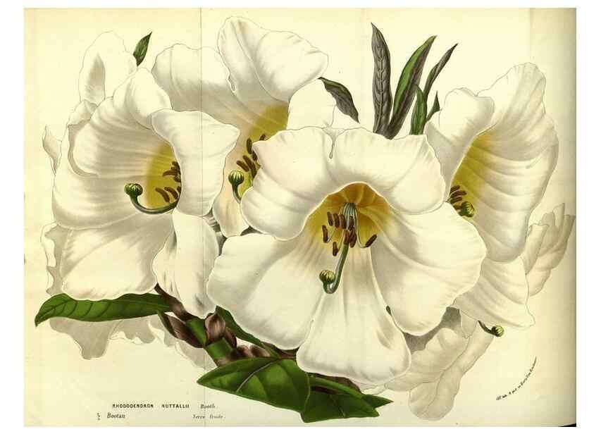 Reproducción/Reproduction 49587104553: Flore des serres et des jardins de l'Europe. A Gand :chez Louis van Houtte, eÌditeur,1845-1880.. 