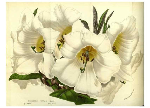 Reproducción/Reproduction 49587104553: Flore des serres et des jardins de l'Europe. A Gand :chez Louis van Houtte, eÌditeur,1845-1880.. 