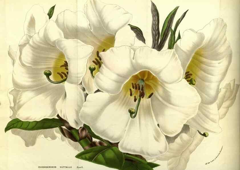 Reproducción/Reproduction 49587104553: Flore des serres et des jardins de l'Europe. A Gand :chez Louis van Houtte, eÌditeur,1845-1880.. 