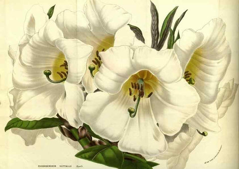 Reproducción/Reproduction 49587104553: Flore des serres et des jardins de l'Europe. A Gand :chez Louis van Houtte, eÌditeur,1845-1880.. 