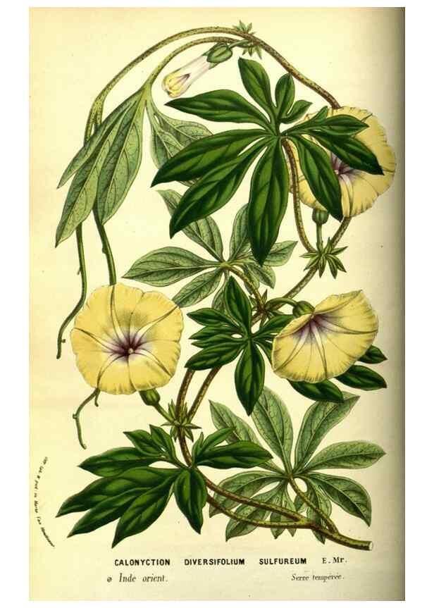 Reproducción/Reproduction 49587842782: Flore des serres et des jardins de l'Europe. A Gand :chez Louis van Houtte, eÌditeur,1845-1880.. 