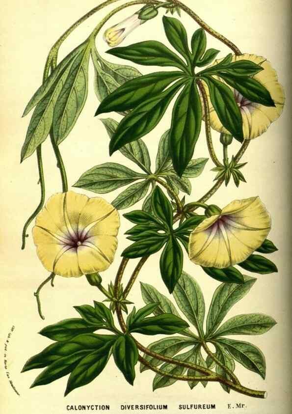 Reproducción/Reproduction 49587842782: Flore des serres et des jardins de l'Europe. A Gand :chez Louis van Houtte, eÌditeur,1845-1880.. 