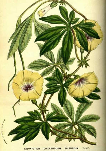 Reproducción/Reproduction 49587842782: Flore des serres et des jardins de l'Europe. A Gand :chez Louis van Houtte, eÌditeur,1845-1880.. 