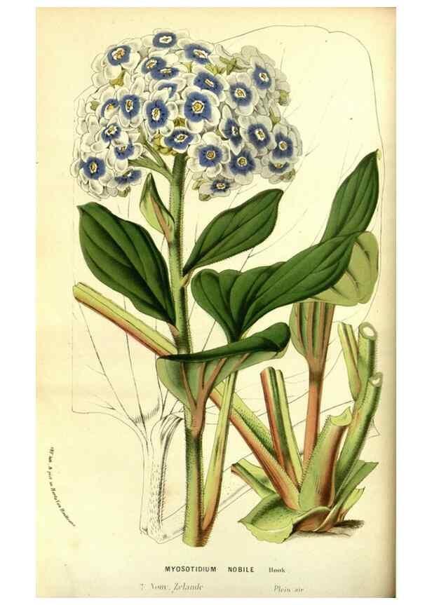 Reproducción/Reproduction 49587102878: Flore des serres et des jardins de l'Europe. A Gand :chez Louis van Houtte, eÌditeur,1845-1880.. 