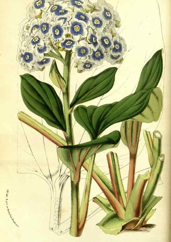 Reproducción/Reproduction 49587102878: Flore des serres et des jardins de l'Europe. A Gand :chez Louis van Houtte, eÌditeur,1845-1880.. 