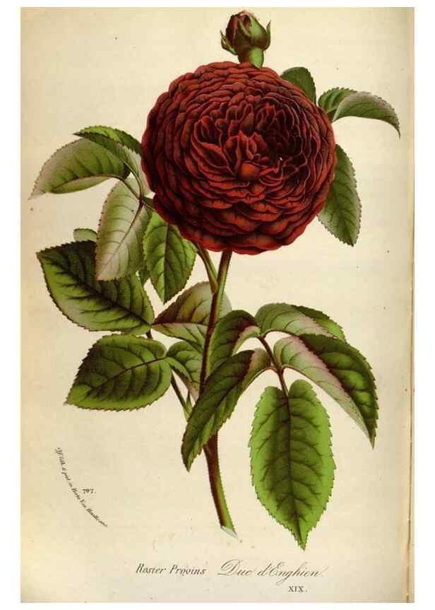 Reproducción/Reproduction 49588056411: Flore des serres et des jardins de l'Europe. A Gand :chez Louis van Houtte, eÌditeur,1845-1880.. 