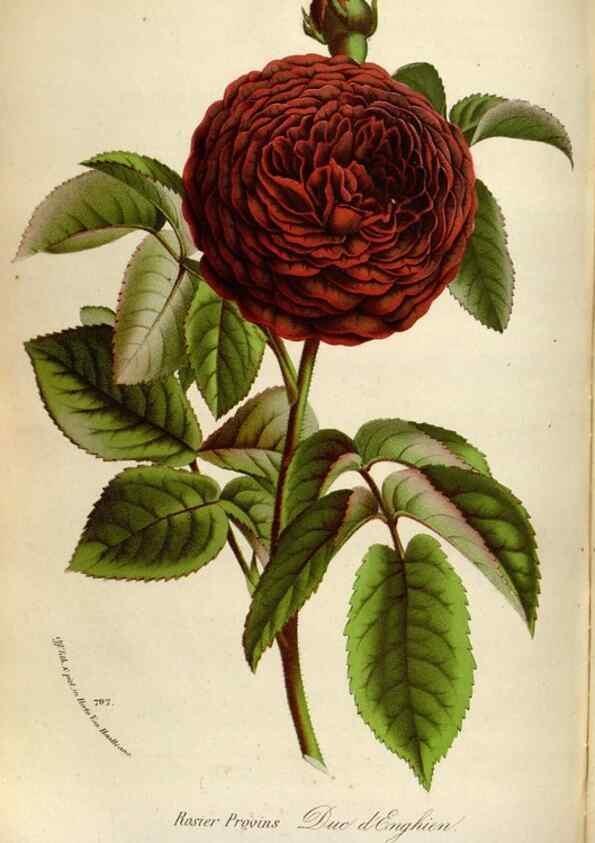 Reproducción/Reproduction 49588056411: Flore des serres et des jardins de l'Europe. A Gand :chez Louis van Houtte, eÌditeur,1845-1880.. 