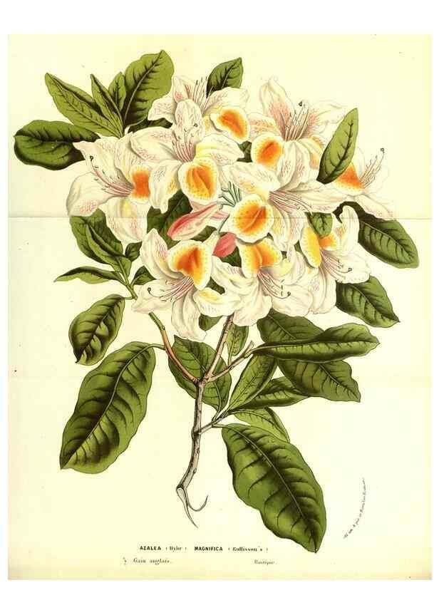 Reproducción/Reproduction 49587100213: Flore des serres et des jardins de l'Europe. A Gand :chez Louis van Houtte, eÌditeur,1845-1880.. 