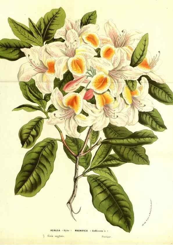 Reproducción/Reproduction 49587100213: Flore des serres et des jardins de l'Europe. A Gand :chez Louis van Houtte, eÌditeur,1845-1880.. 