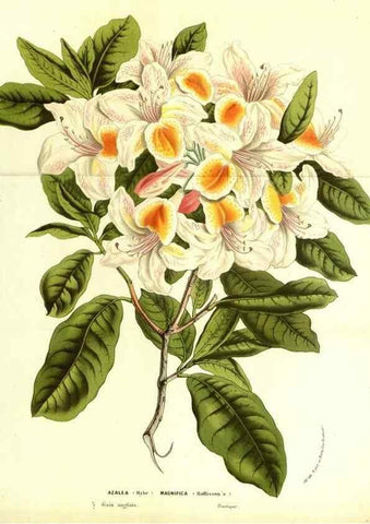Reproducción/Reproduction 49587100213: Flore des serres et des jardins de l'Europe. A Gand :chez Louis van Houtte, eÌditeur,1845-1880.. 