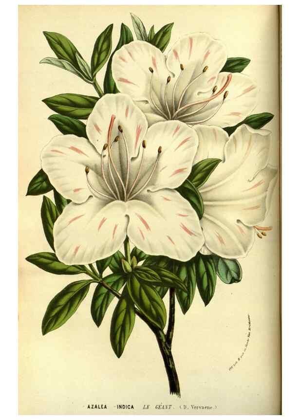 Reproducción/Reproduction 49587099708: Flore des serres et des jardins de l'Europe. A Gand :chez Louis van Houtte, eÌditeur,1845-1880.. 