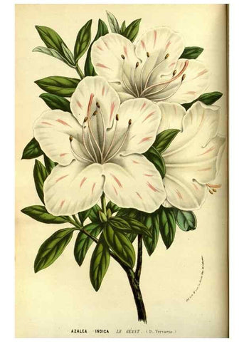 Reproducción/Reproduction 49587099708: Flore des serres et des jardins de l'Europe. A Gand :chez Louis van Houtte, eÌditeur,1845-1880.. 