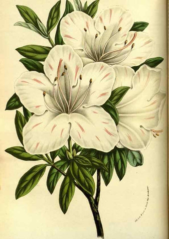 Reproducción/Reproduction 49587099708: Flore des serres et des jardins de l'Europe. A Gand :chez Louis van Houtte, eÌditeur,1845-1880.. 
