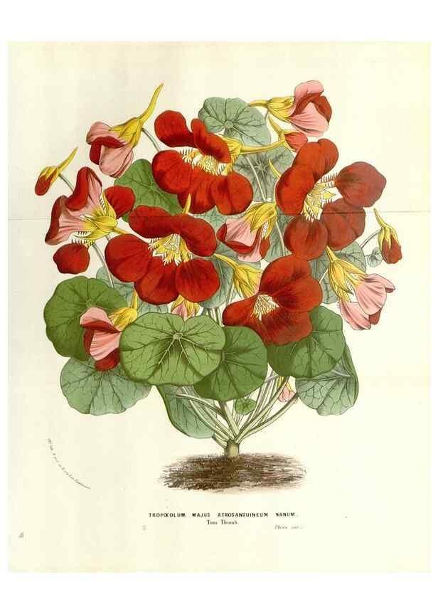 Reproducción/Reproduction 49584106933: Flore des serres et des jardins de l'Europe. A Gand :chez Louis van Houtte, eÌditeur,1845-1880.. 