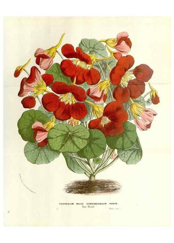 Reproducción/Reproduction 49584106933: Flore des serres et des jardins de l'Europe. A Gand :chez Louis van Houtte, eÌditeur,1845-1880.. 