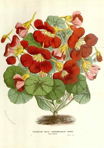 Reproducción/Reproduction 49584106933: Flore des serres et des jardins de l'Europe. A Gand :chez Louis van Houtte, eÌditeur,1845-1880.. 