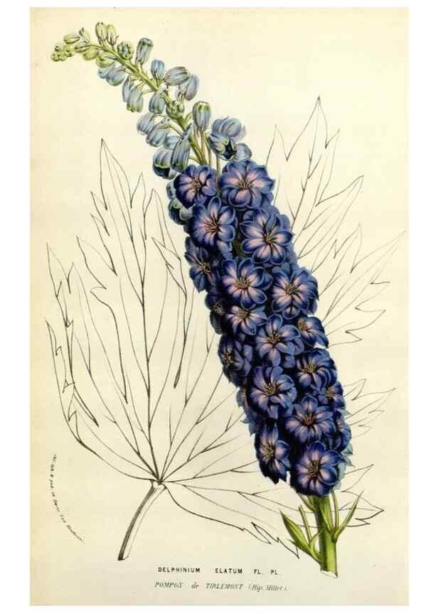 Reproducción/Reproduction 49584107108: Flore des serres et des jardins de l'Europe. A Gand :chez Louis van Houtte, eÌditeur,1845-1880.. 