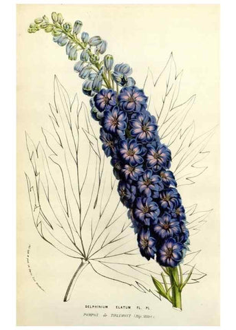 Reproducción/Reproduction 49584107108: Flore des serres et des jardins de l'Europe. A Gand :chez Louis van Houtte, eÌditeur,1845-1880.. 