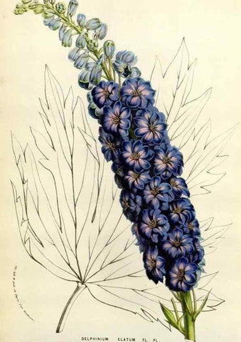 Reproducción/Reproduction 49584107108: Flore des serres et des jardins de l'Europe. A Gand :chez Louis van Houtte, eÌditeur,1845-1880.. 