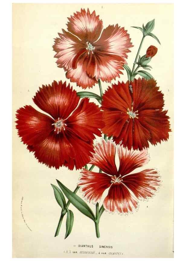 Reproducción/Reproduction 49584107273: Flore des serres et des jardins de l'Europe. A Gand :chez Louis van Houtte, eÌditeur,1845-1880.. 