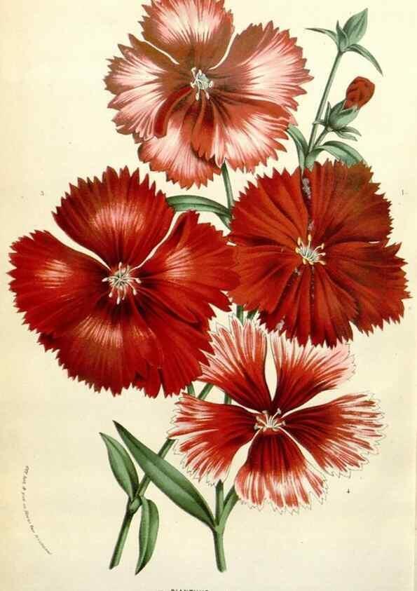 Reproducción/Reproduction 49584107273: Flore des serres et des jardins de l'Europe. A Gand :chez Louis van Houtte, eÌditeur,1845-1880.. 