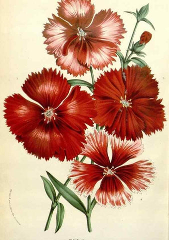 Reproducción/Reproduction 49584107273: Flore des serres et des jardins de l'Europe. A Gand :chez Louis van Houtte, eÌditeur,1845-1880.. 