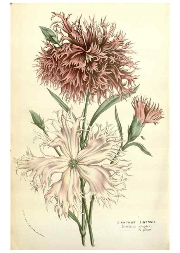 Reproducción/Reproduction 49584107483: Flore des serres et des jardins de l'Europe. A Gand :chez Louis van Houtte, eÌditeur,1845-1880.. 
