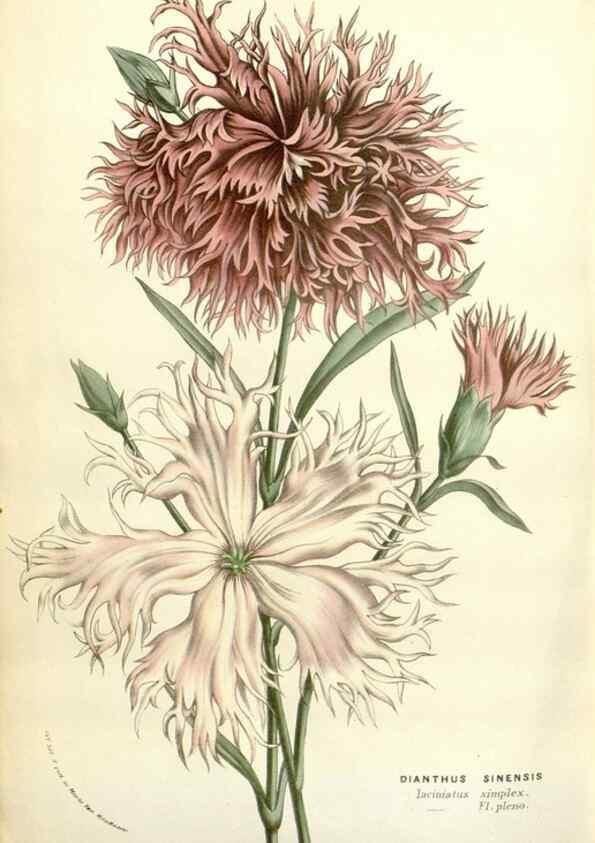 Reproducción/Reproduction 49584107483: Flore des serres et des jardins de l'Europe. A Gand :chez Louis van Houtte, eÌditeur,1845-1880.. 