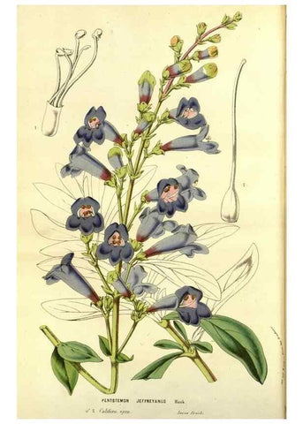 Reproducción/Reproduction 49587592091: Flore des serres et des jardins de l'Europe. A Gand :chez Louis van Houtte, eÌditeur,1845-1880.. 