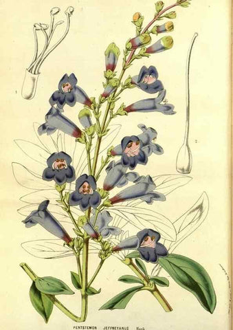 Reproducción/Reproduction 49587592091: Flore des serres et des jardins de l'Europe. A Gand :chez Louis van Houtte, eÌditeur,1845-1880.. 