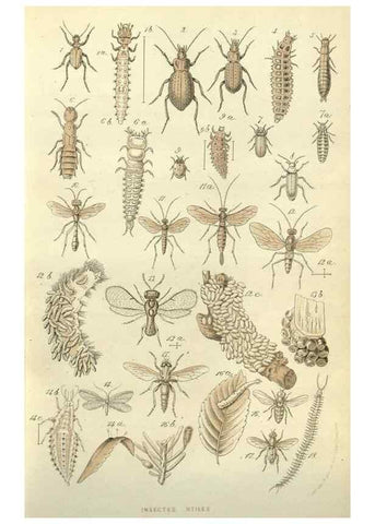 Reproducción/Reproduction 49587097708: Flore des serres et des jardins de l'Europe. A Gand :chez Louis van Houtte, eÌditeur,1845-1880.. 