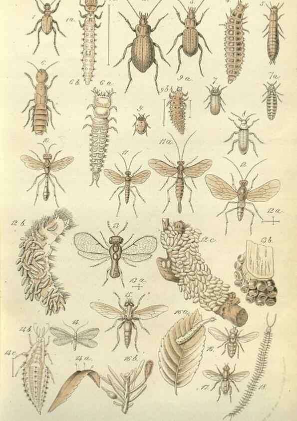 Reproducción/Reproduction 49587097708: Flore des serres et des jardins de l'Europe. A Gand :chez Louis van Houtte, eÌditeur,1845-1880.. 