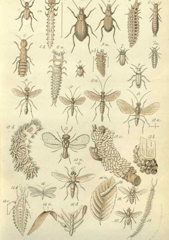 Reproducción/Reproduction 49587097708: Flore des serres et des jardins de l'Europe. A Gand :chez Louis van Houtte, eÌditeur,1845-1880.. 