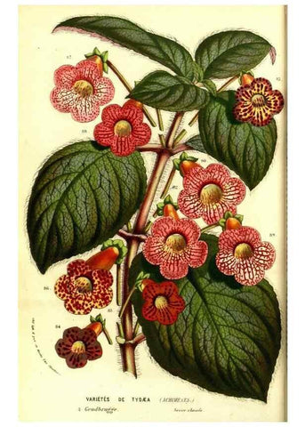 Reproducción/Reproduction 49587592536: Flore des serres et des jardins de l'Europe. A Gand :chez Louis van Houtte, eÌditeur,1845-1880.. 