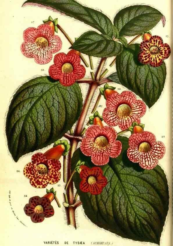 Reproducción/Reproduction 49587592536: Flore des serres et des jardins de l'Europe. A Gand :chez Louis van Houtte, eÌditeur,1845-1880.. 