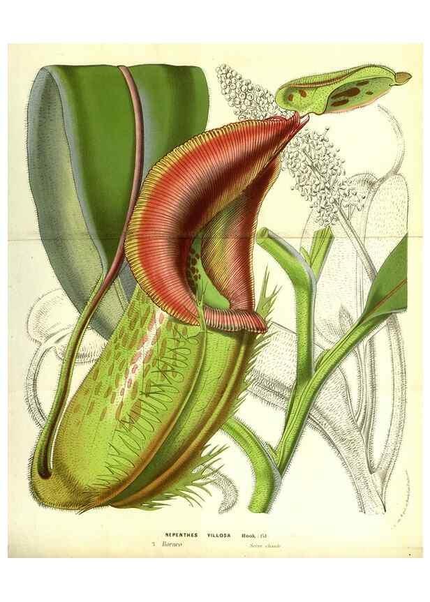 Reproducción/Reproduction 49587837767: Flore des serres et des jardins de l'Europe. A Gand :chez Louis van Houtte, eÌditeur,1845-1880.. 