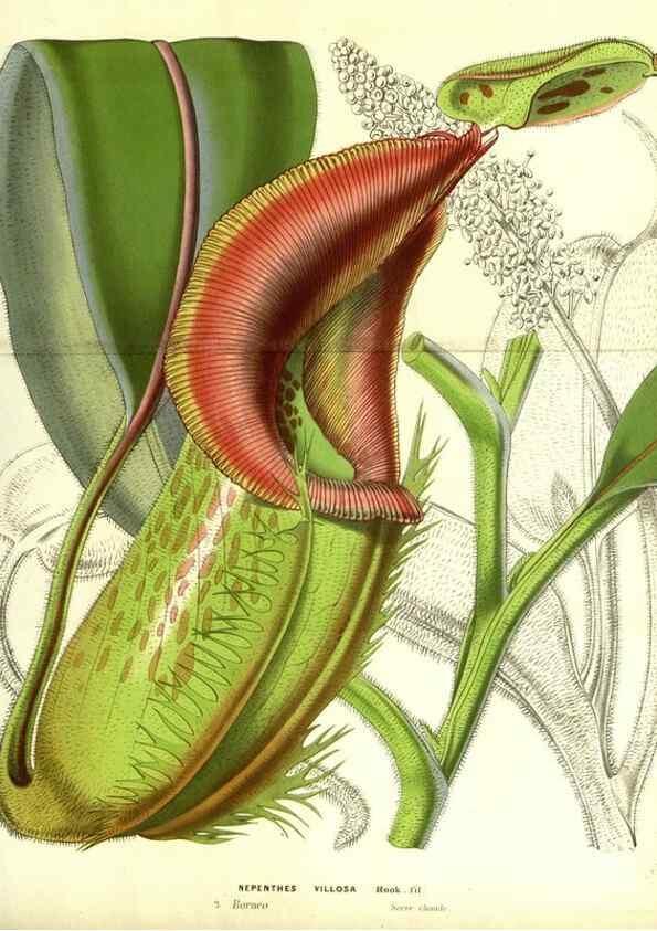 Reproducción/Reproduction 49587837767: Flore des serres et des jardins de l'Europe. A Gand :chez Louis van Houtte, eÌditeur,1845-1880.. 
