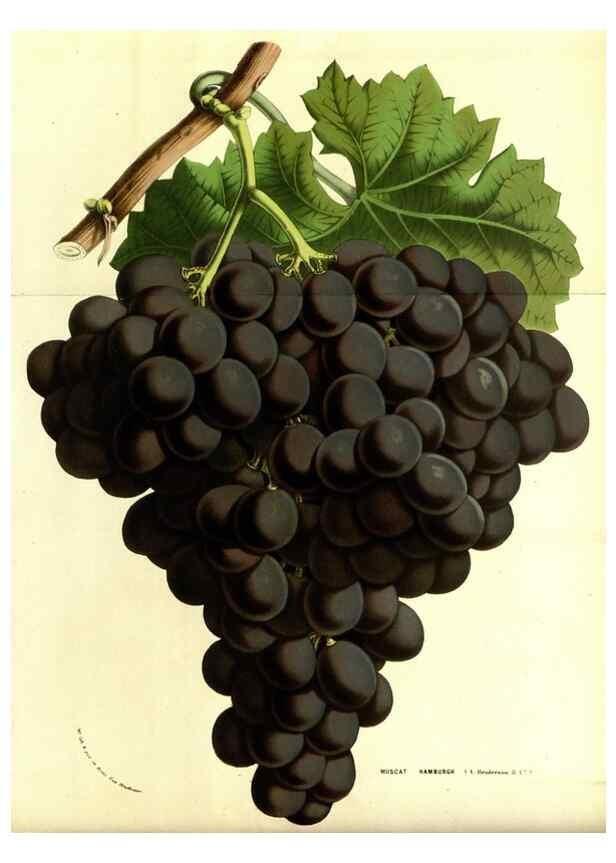 Reproducción/Reproduction 49587835907: Flore des serres et des jardins de l'Europe. A Gand :chez Louis van Houtte, eÌditeur,1845-1880.. 