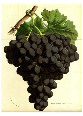 Reproducción/Reproduction 49587835907: Flore des serres et des jardins de l'Europe. A Gand :chez Louis van Houtte, eÌditeur,1845-1880.. 