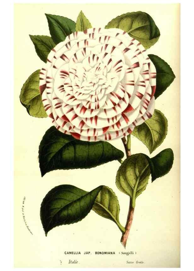 Reproducción/Reproduction 49587593021: Flore des serres et des jardins de l'Europe. A Gand :chez Louis van Houtte, eÌditeur,1845-1880.. 