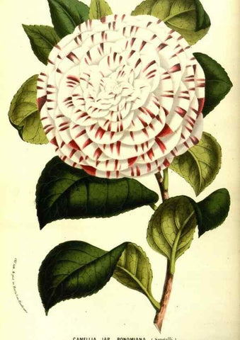 Reproducción/Reproduction 49587593021: Flore des serres et des jardins de l'Europe. A Gand :chez Louis van Houtte, eÌditeur,1845-1880.. 