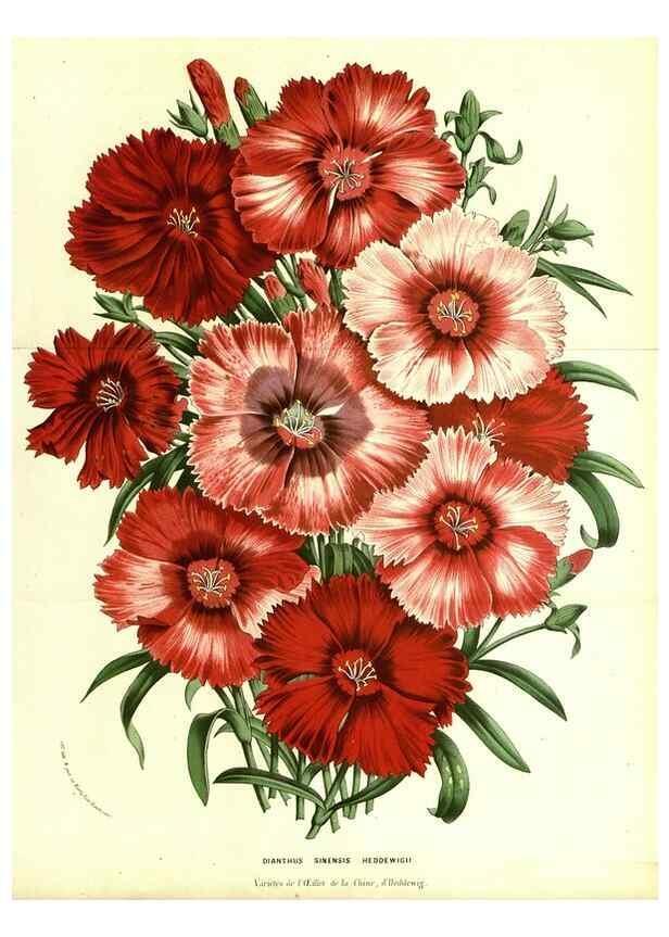 Reproducción/Reproduction 49587593211: Flore des serres et des jardins de l'Europe. A Gand :chez Louis van Houtte, eÌditeur,1845-1880.. 