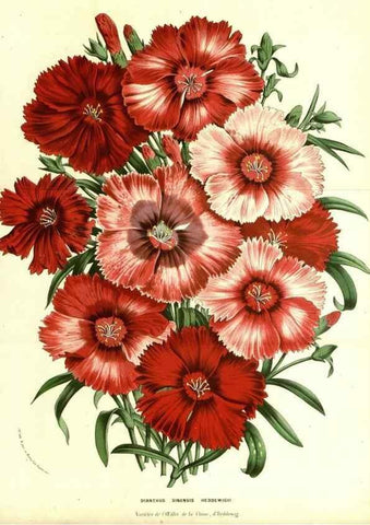 Reproducción/Reproduction 49587593211: Flore des serres et des jardins de l'Europe. A Gand :chez Louis van Houtte, eÌditeur,1845-1880.. 