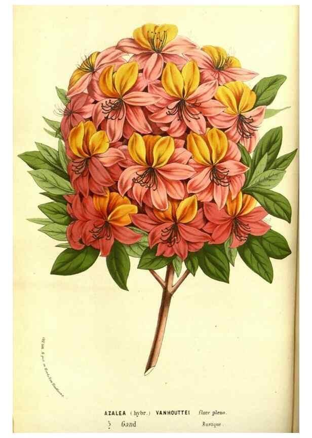 Reproducción/Reproduction 49587836582: Flore des serres et des jardins de l'Europe. A Gand :chez Louis van Houtte, eÌditeur,1845-1880.. 