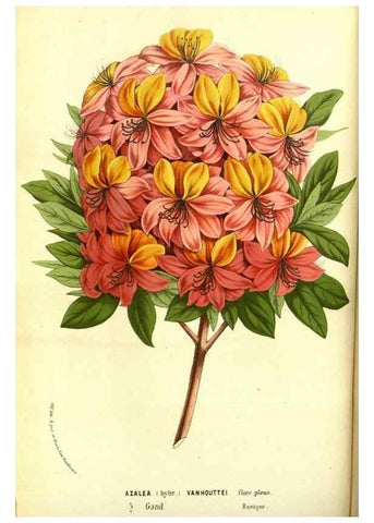 Reproducción/Reproduction 49587836582: Flore des serres et des jardins de l'Europe. A Gand :chez Louis van Houtte, eÌditeur,1845-1880.. 